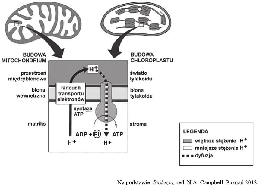 ATP w biologii - co to jest i jak wpływa na życie komórek