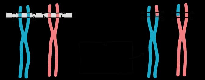 Co to jest gen w biologii i jak wpływa na dziedziczenie cech