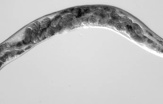 Biologia molekularna czym się zajmuje - kluczowe aspekty i zastosowania