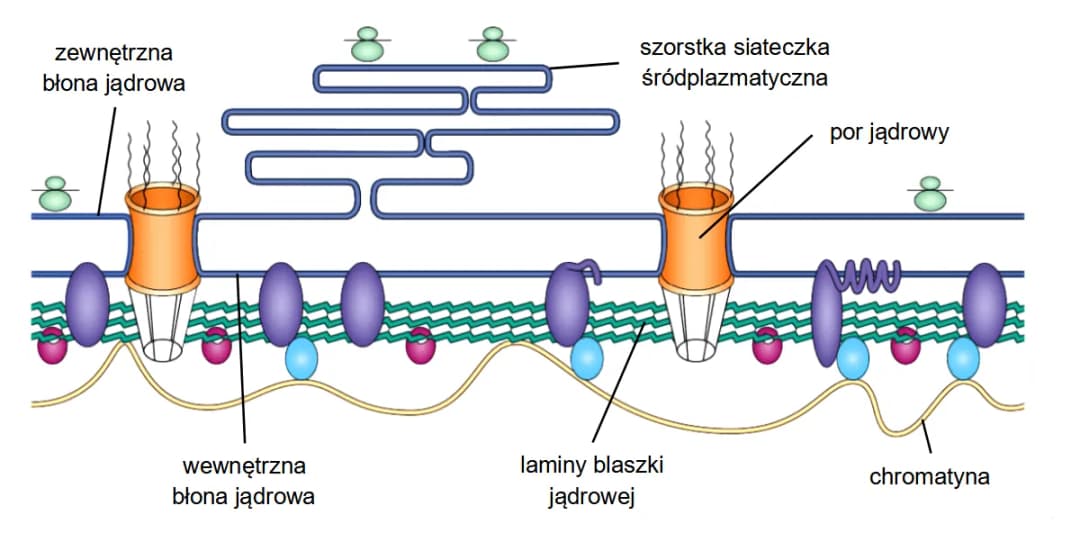 Co to jest komórka w biologii? Zrozumienie podstaw życia i funkcji