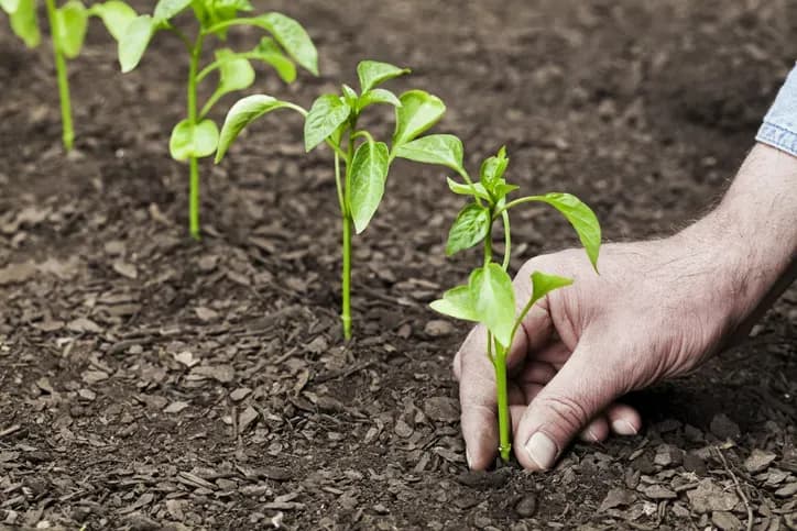 Co to jest sukcesja w biologii? Zrozumienie procesów i typów zmian